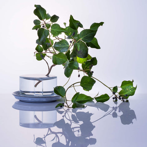 A large Shallows crystal glass vase housing a larger piece of plant giving a poetic effect
