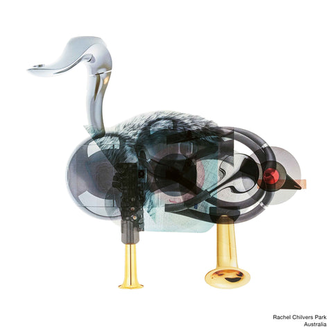 A ostrich abstract artwork created using different layered products transparencies by Rachel Chilvers Park from Australia